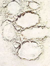 Burri, Bianco, 1952