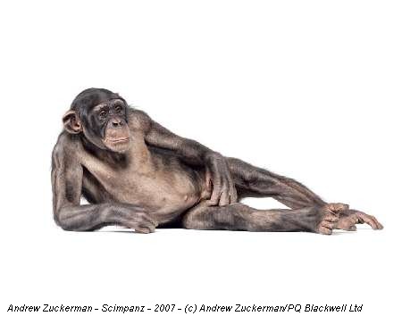 Andrew Zuckerman - Scimpanzè - 2007 - (c) Andrew Zuckerman/PQ Blackwell Ltd