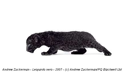 Andrew Zuckerman - Leopardo nero - 2007 - (c) Andrew Zuckerman/PQ Blackwell Ltd
