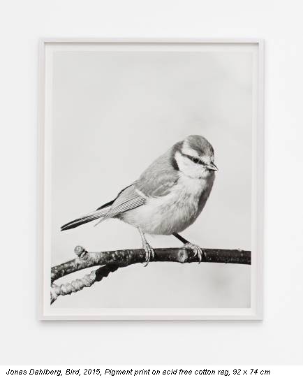 Jonas Dahlberg, Bird, 2015, Pigment print on acid free cotton rag, 92 x 74 cm
