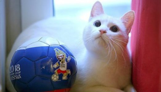 L’Hermitage coi baffi. Achille, il gatto del museo russo, sarà la mascotte dei mondiali