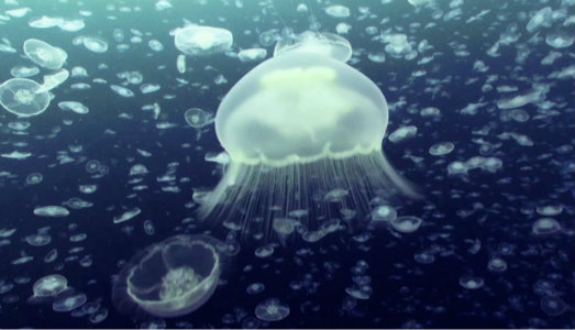 Blu Submarine. Un video di 10 ore della BBC mostra la fluttuante vita degli oceani