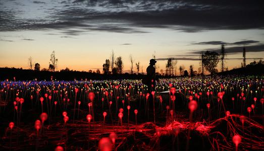 Il fiore delle mille e una luce