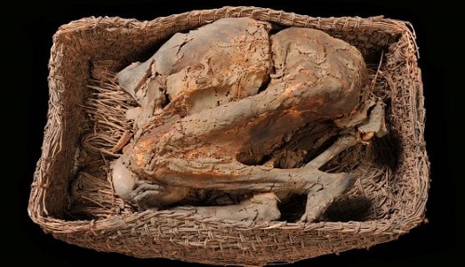 A Torino scoperte in uno scantinato dell’Università mummie egizie e precolombiane