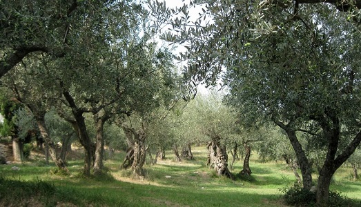 La cultura dell’olio d’oliva. Fino al 21 dicembre aperte le candidature per il bando OLE@ART