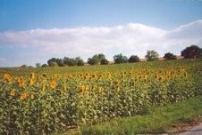 Sandra Fiumi – Movimenti di vita tra natura e colori