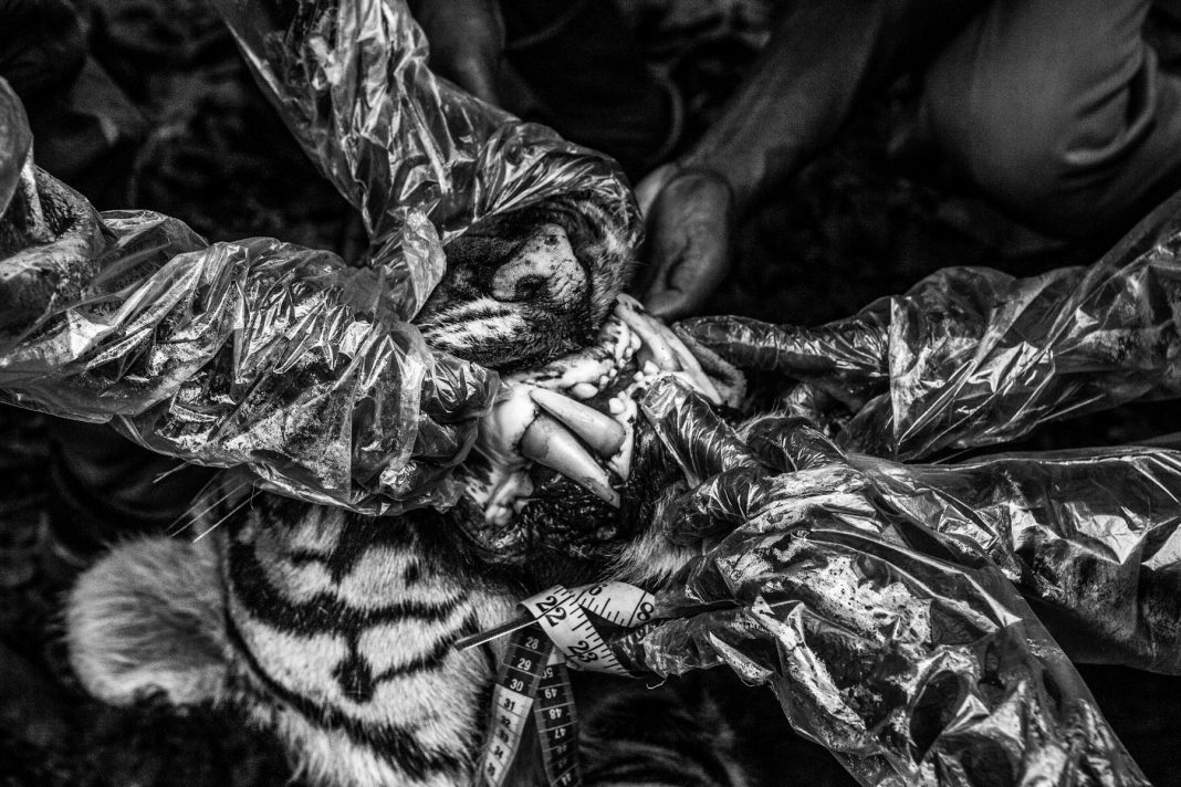 Boundaries: human & tiger conflict – Senthil Kumaranhttps://www.exibart.com/repository/media/formidable/11/img/ac2/12--1068x712.jpg