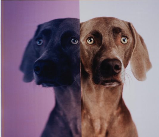 William Wegman